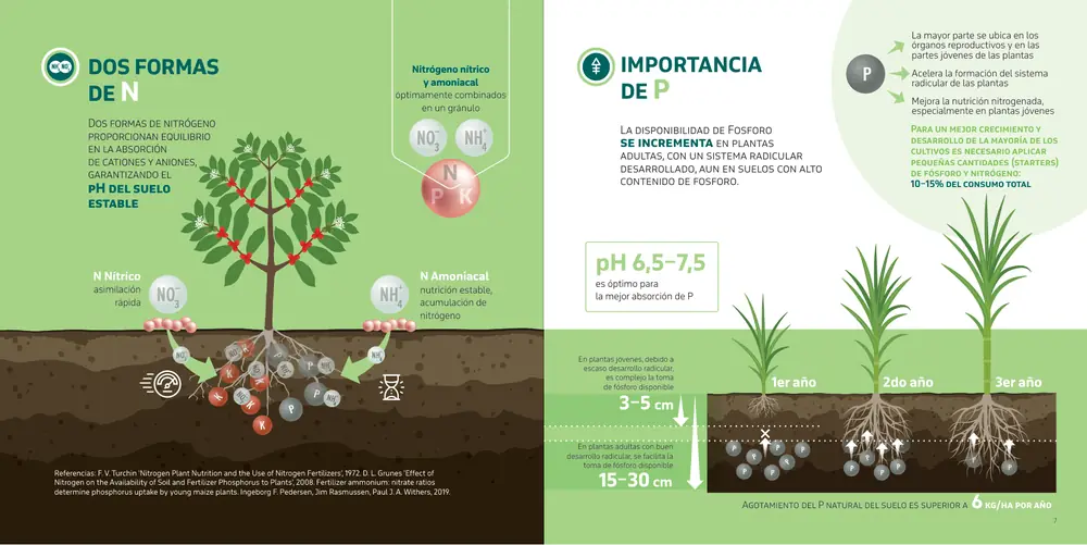 Página 24: IMPORTANCIA DE P DOS FORMAS DE N La disponibilidad de Fosforo se incrementa en plantas adultas, con un sistema