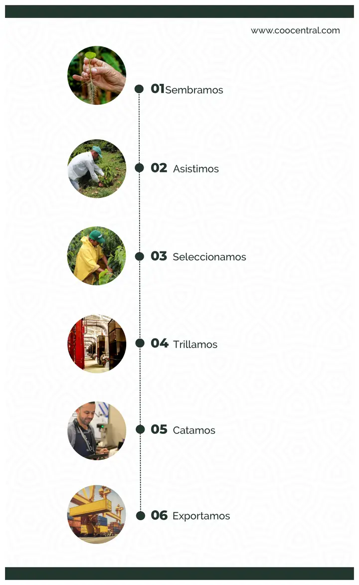 Página 3: Sembramos Asistimos Seleccionamos Trillamos Catamos Exportamos www.coocentral.com