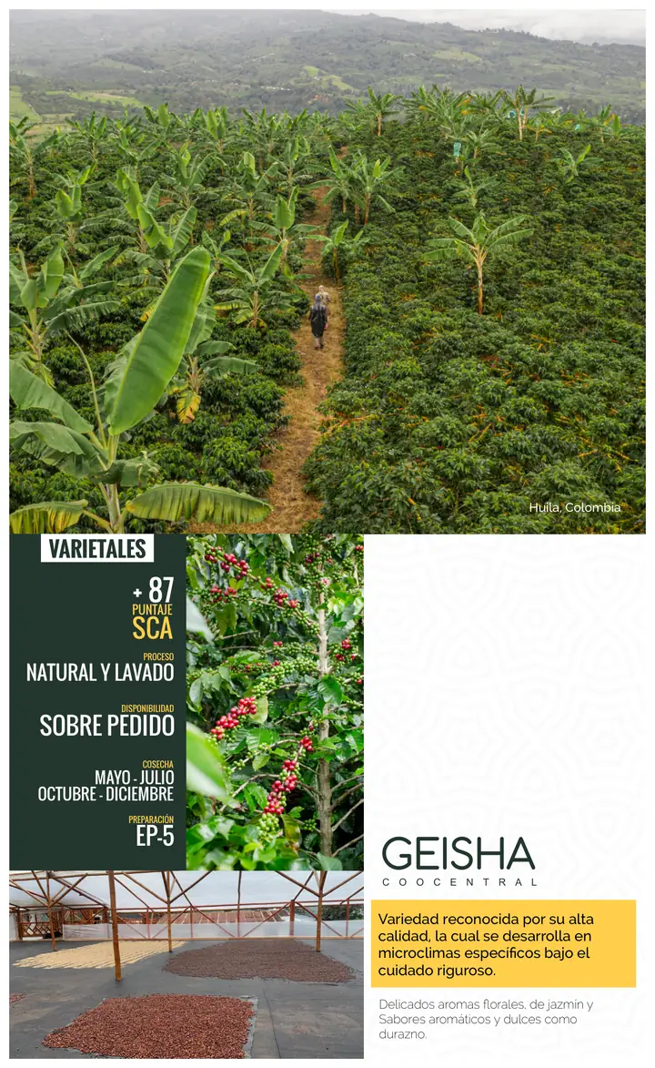 Página 20: GEISHA Variedad reconocida por su alta calidad, la cual se desarrolla en microclimas especíﬁcos bajo el cuidad